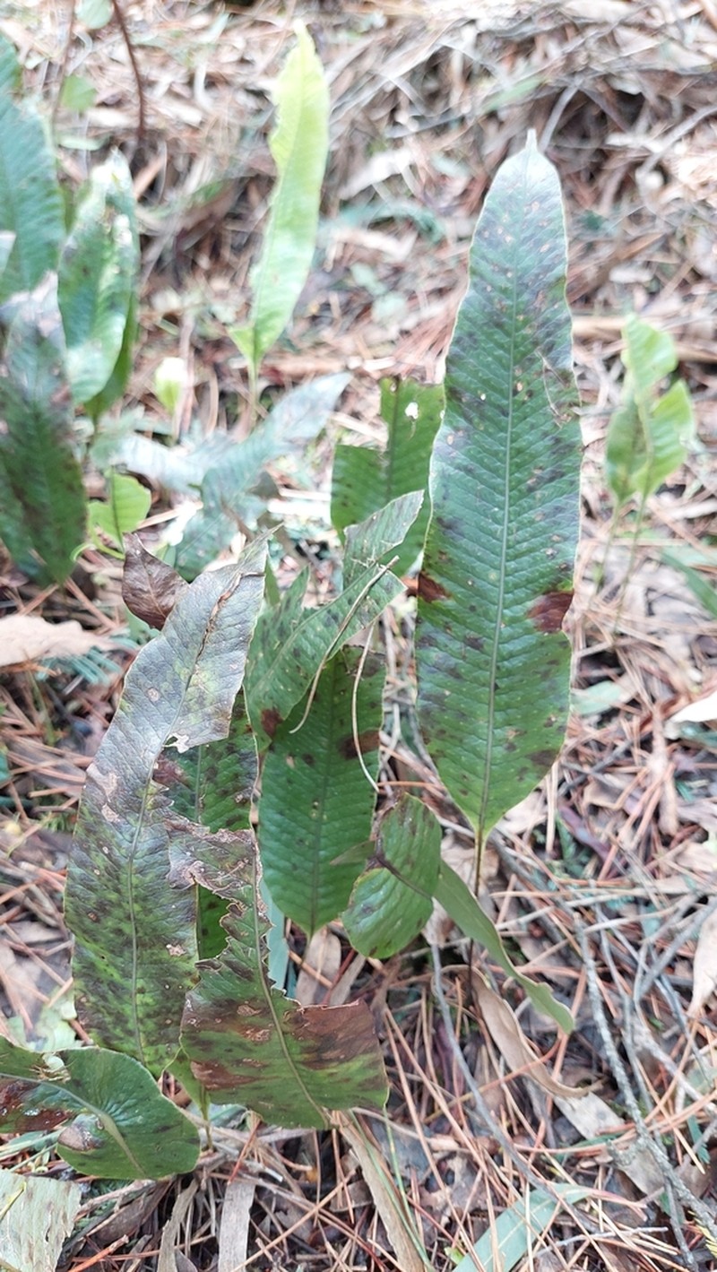 Serpocaulon levigatum photo 3