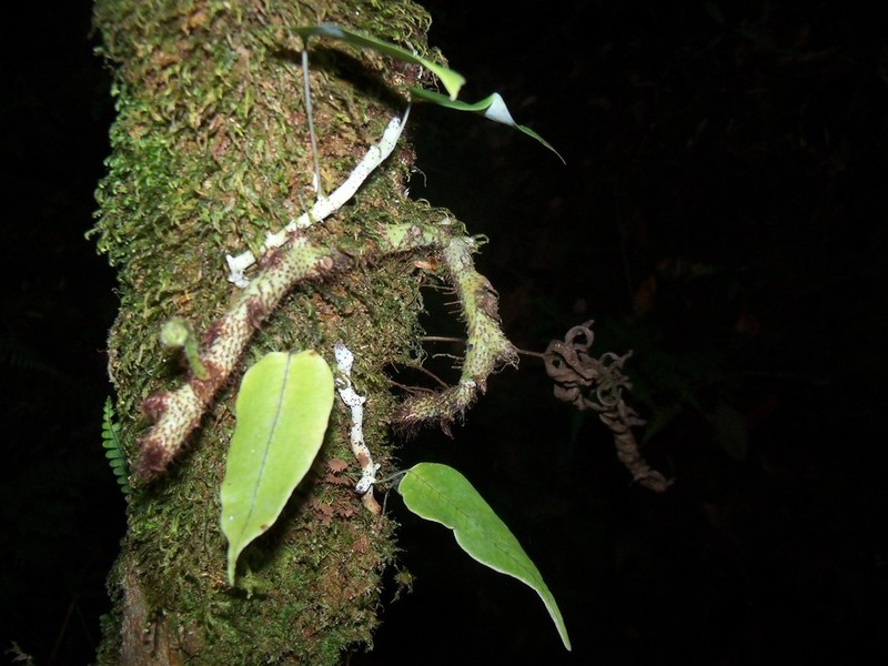Serpocaulon levigatum photo 4