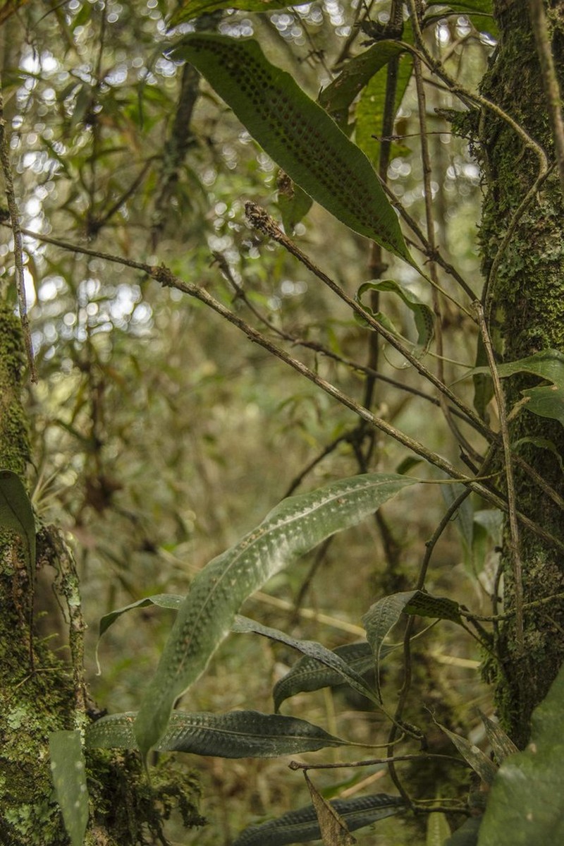 Serpocaulon levigatum photo 5