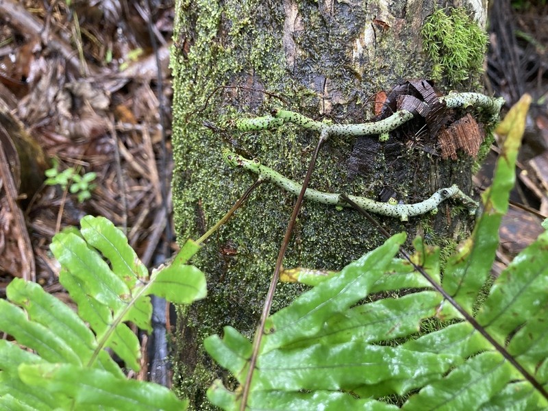 Clambering Polypody