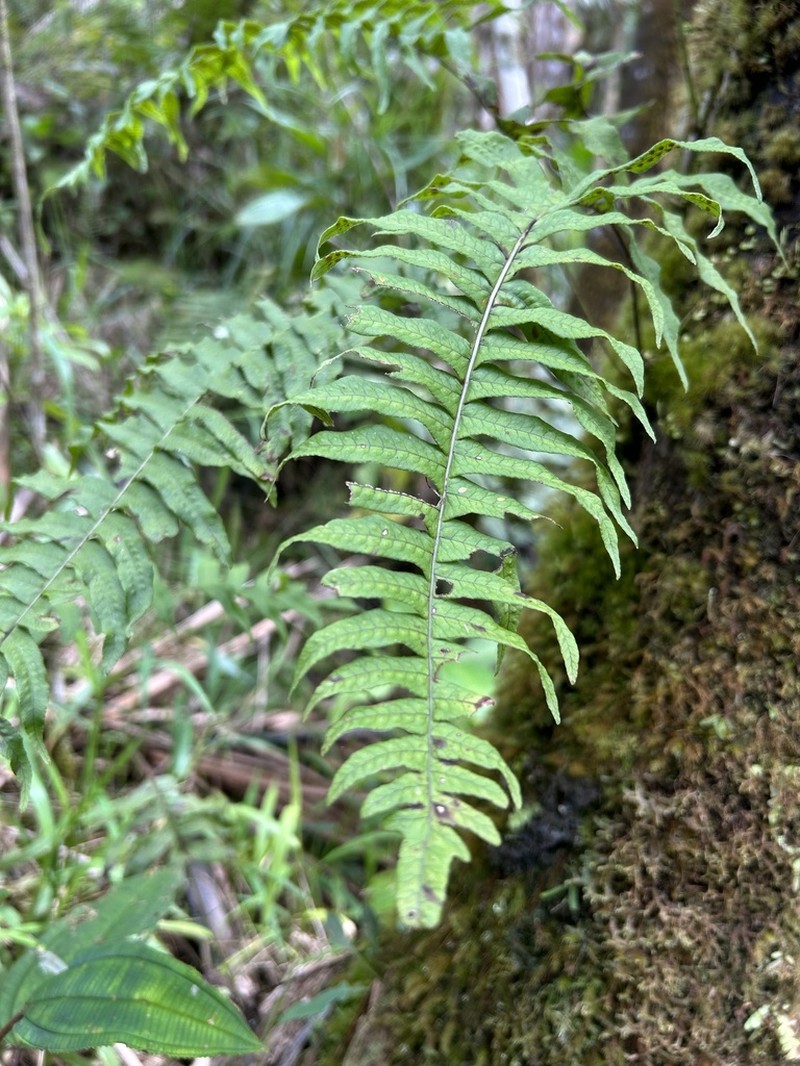 Clambering Polypody photo 2
