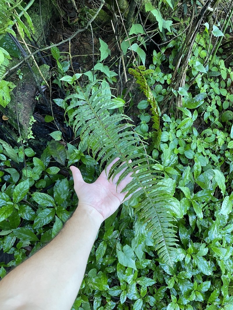 Clambering Polypody photo 3