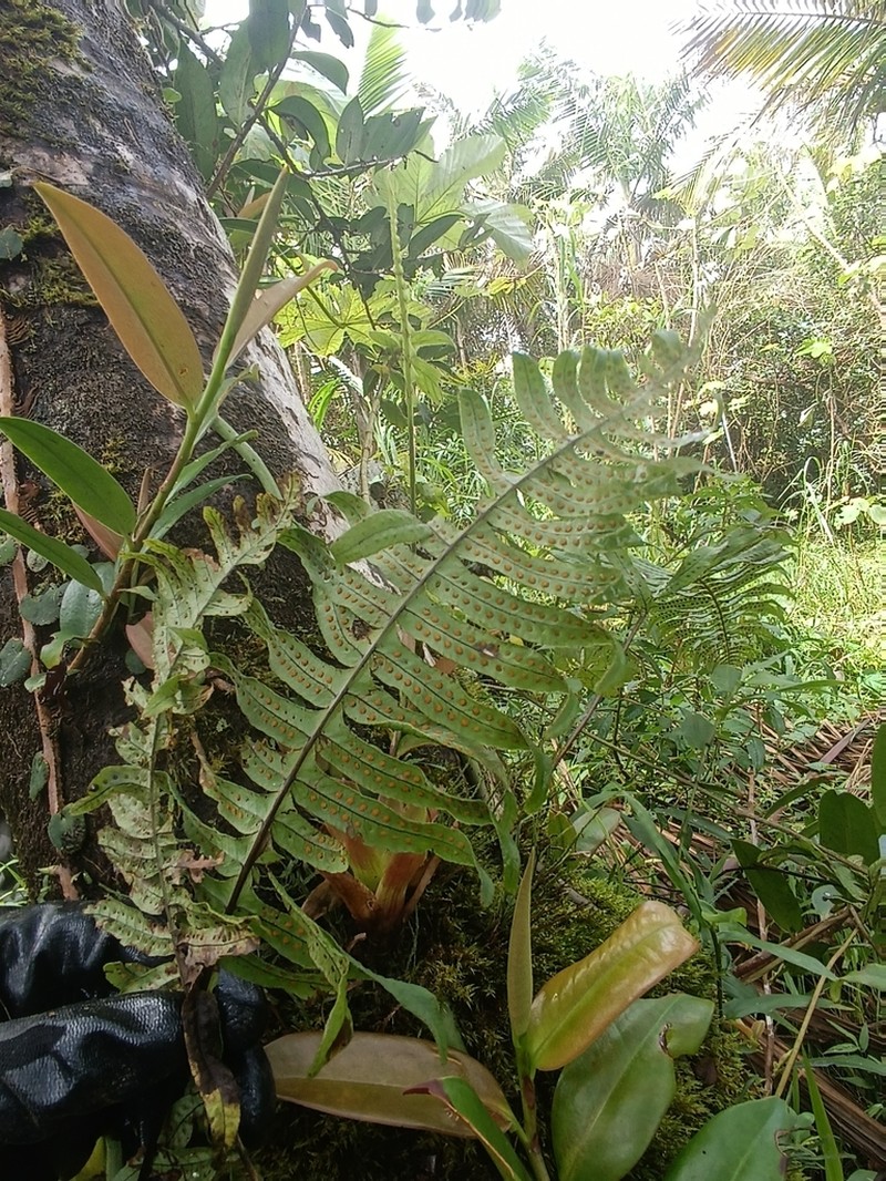 Clambering Polypody photo 4