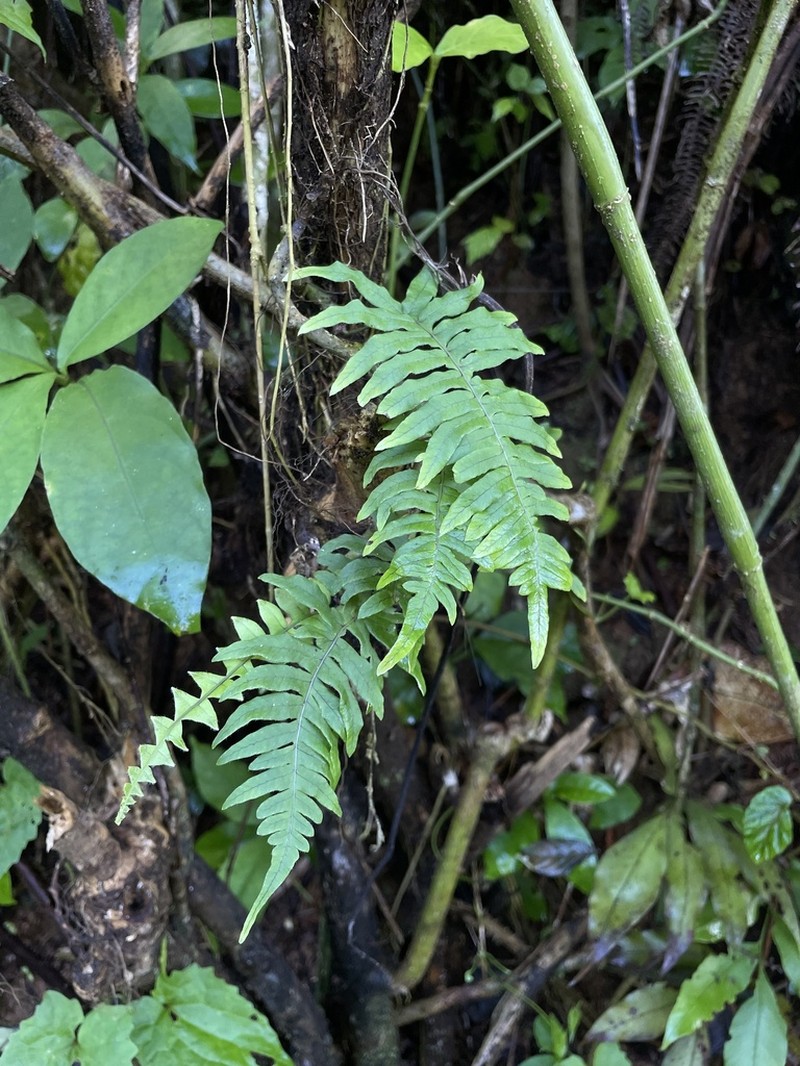 Clambering Polypody photo 5