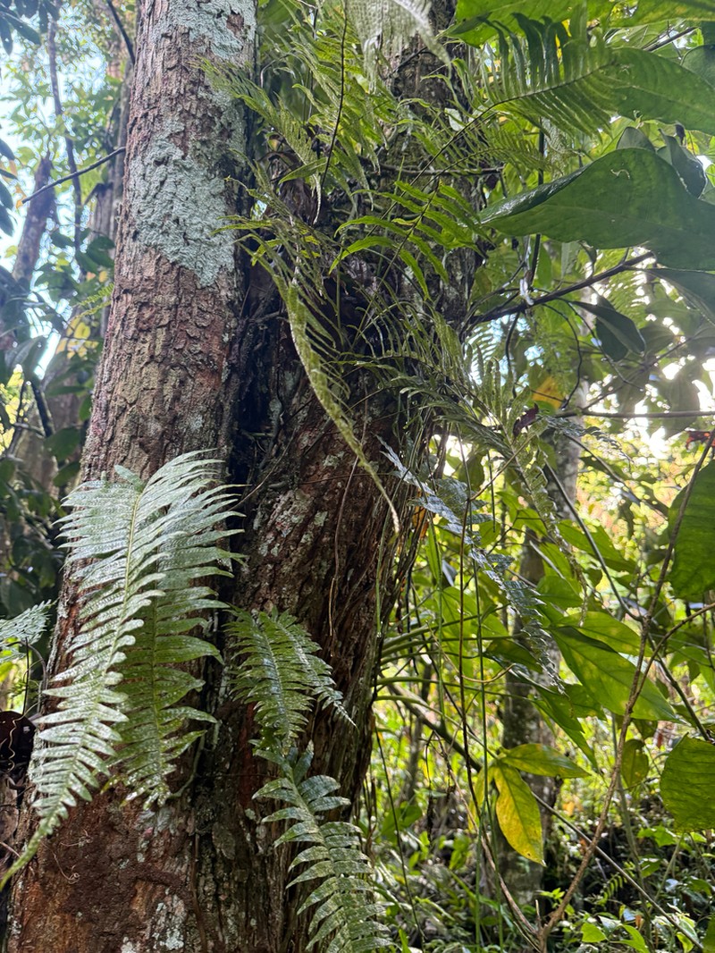 Clambering Polypody photo 6