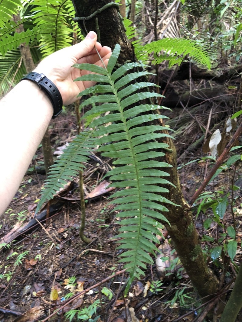 Clambering Polypody photo 7