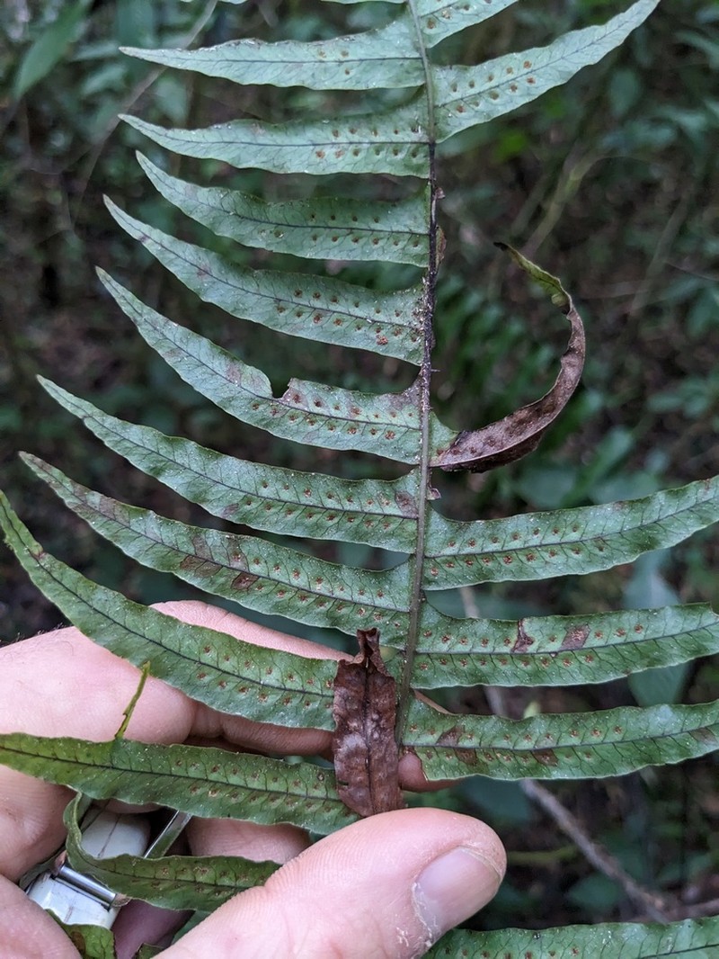 Clambering Polypody photo 8