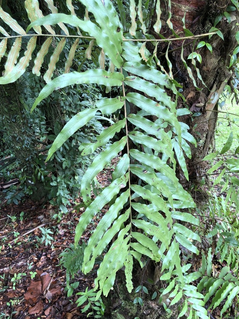 Serpocaulon menisciifolium