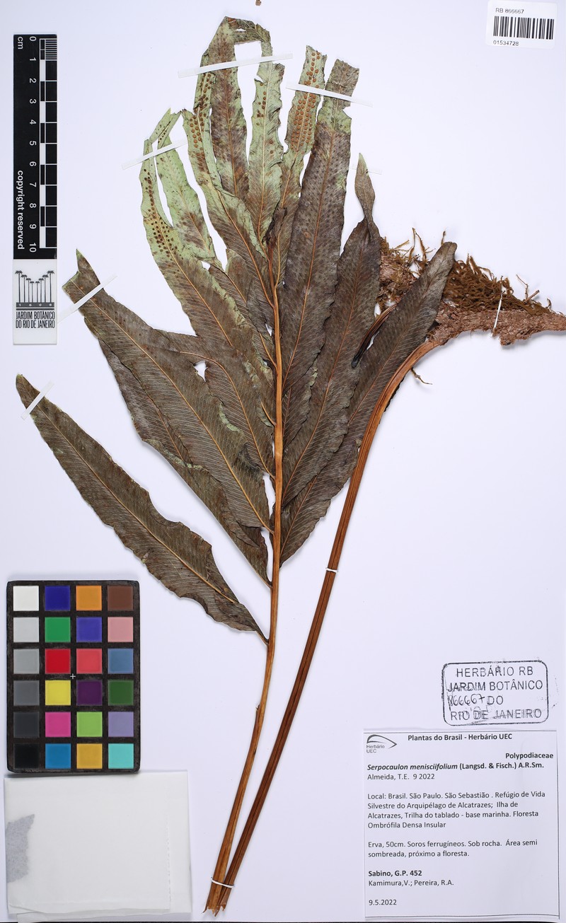 Serpocaulon menisciifolium photo 3