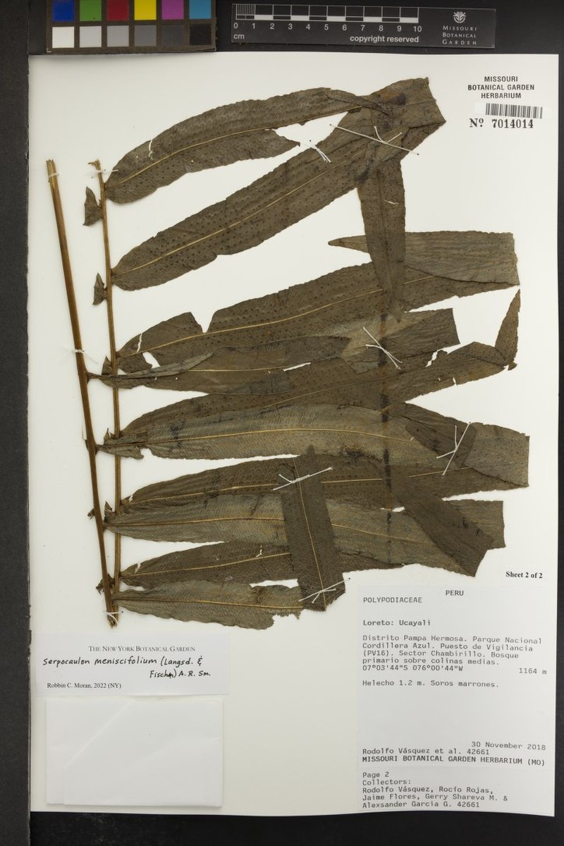 Serpocaulon menisciifolium photo 4