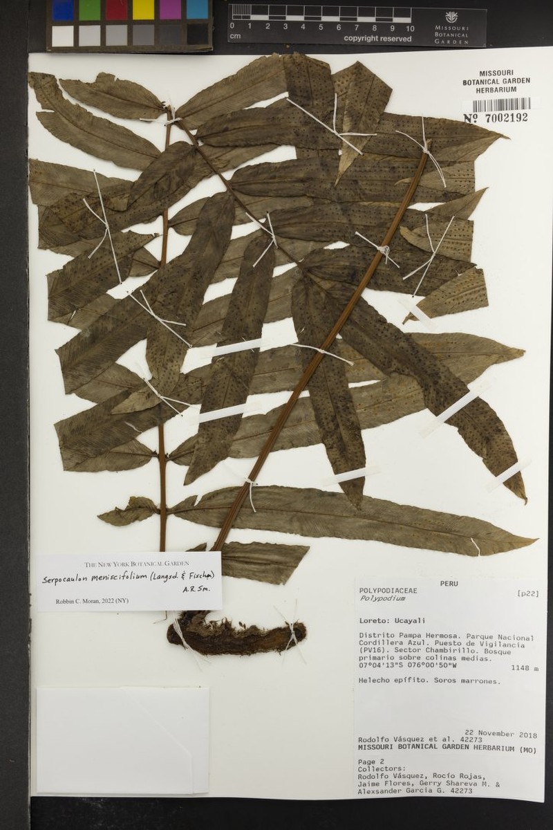 Serpocaulon menisciifolium photo 5