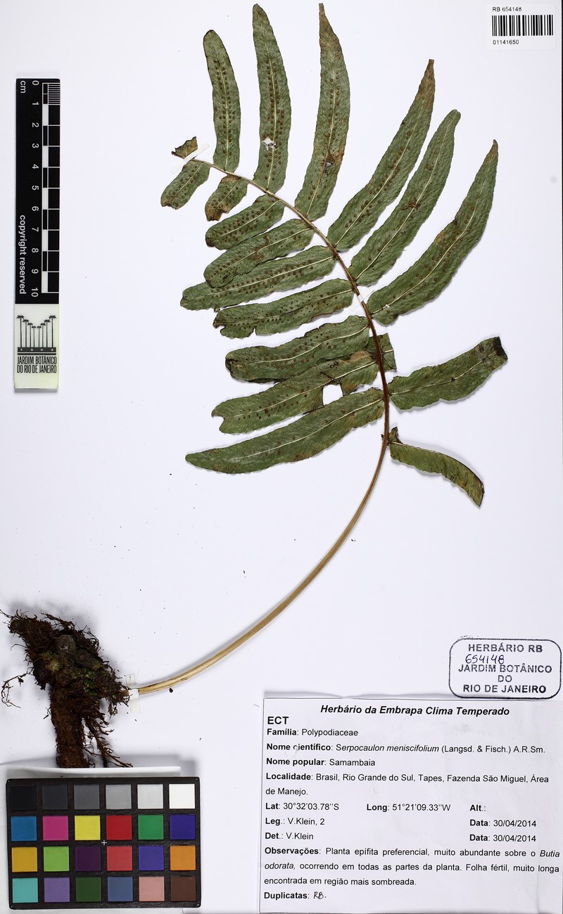 Serpocaulon menisciifolium photo 6