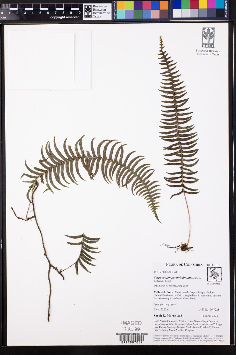 Serpocaulon patentissimum