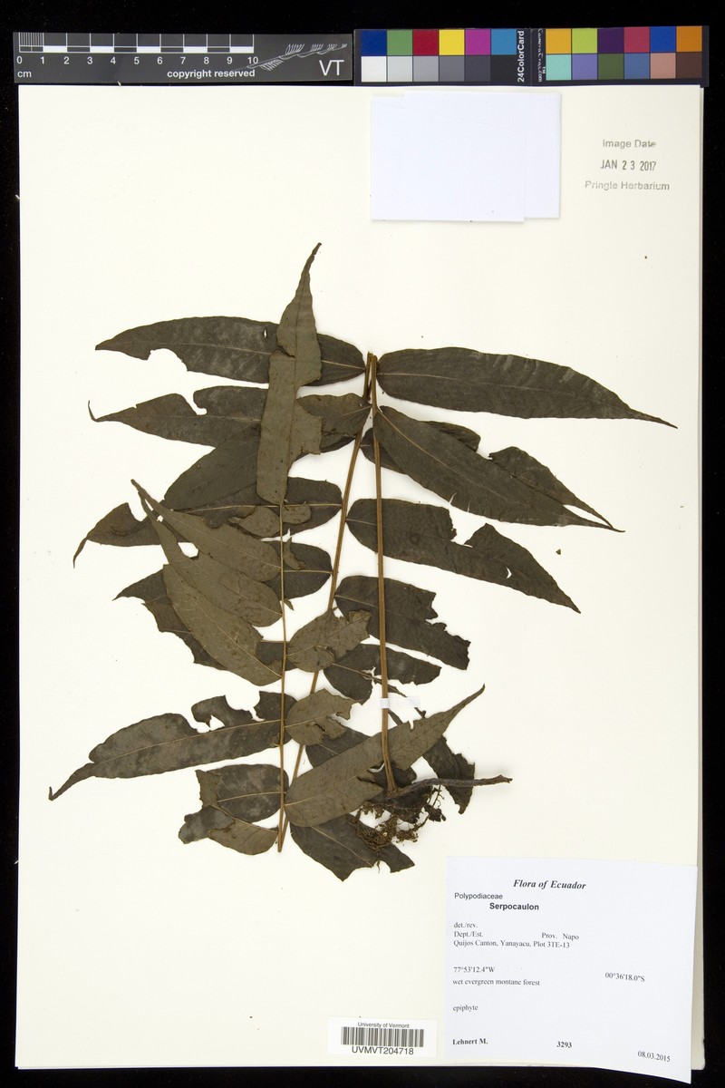 Serpocaulon polystichum