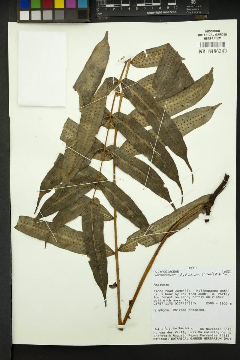 Serpocaulon polystichum photo 2