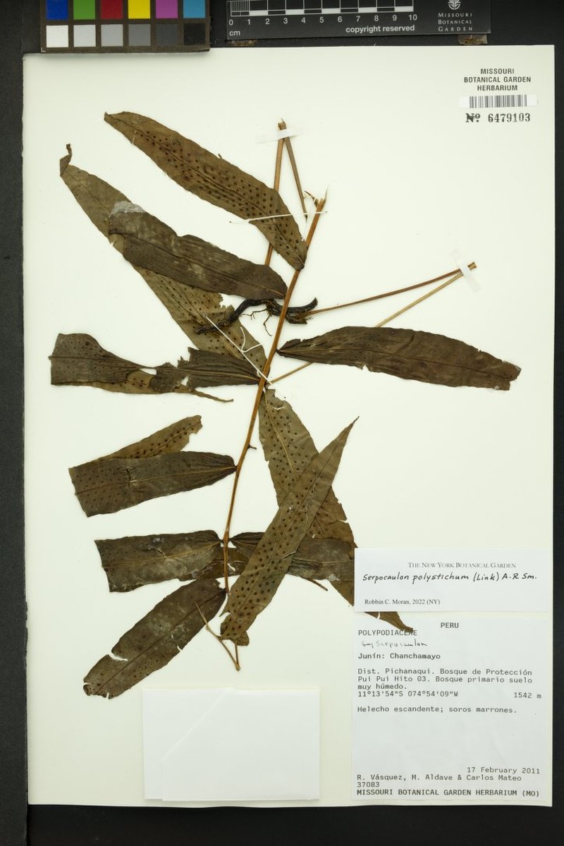 Serpocaulon polystichum photo 3