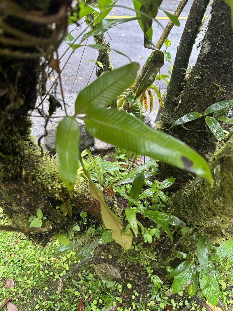 Serpocaulon psychotrium