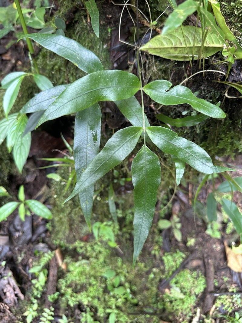 Serpocaulon psychotrium photo 3