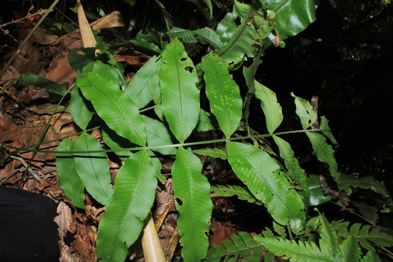 Serpocaulon psychotrium photo 4