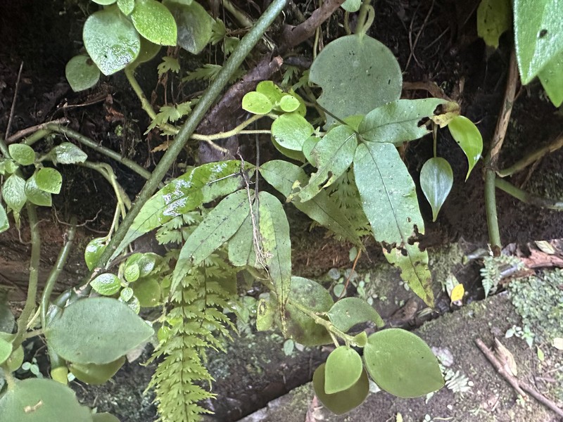 Serpocaulon psychotrium photo 5