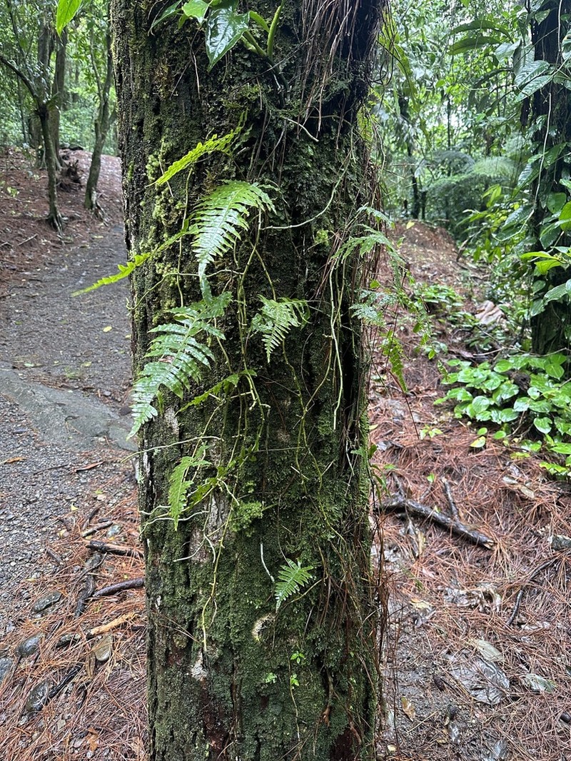 Serpocaulon ptilorhizon