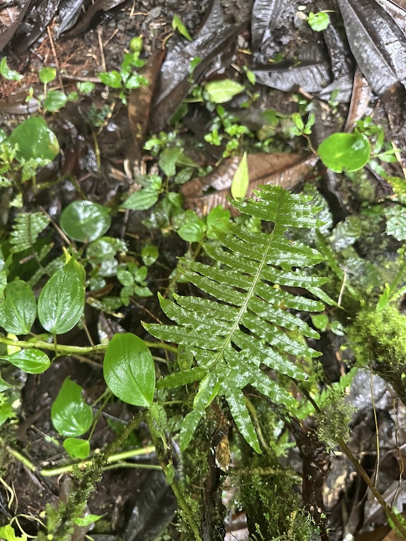 Serpocaulon ptilorhizon photo 2