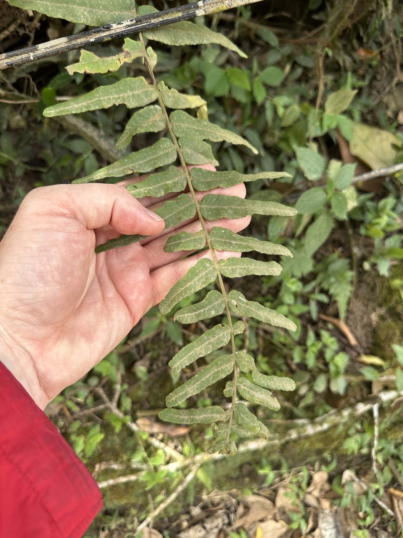 Serpocaulon ptilorhizon photo 8