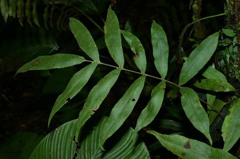 Serpocaulon richardii photo 3