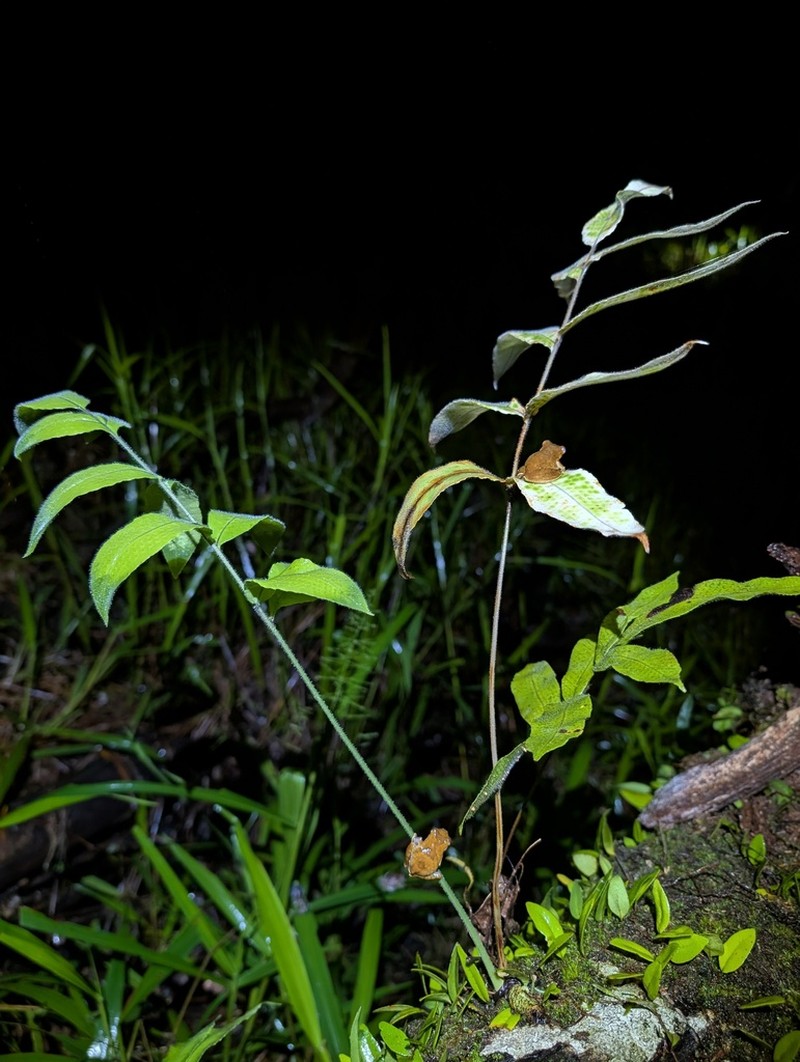 Serpocaulon richardii photo 4