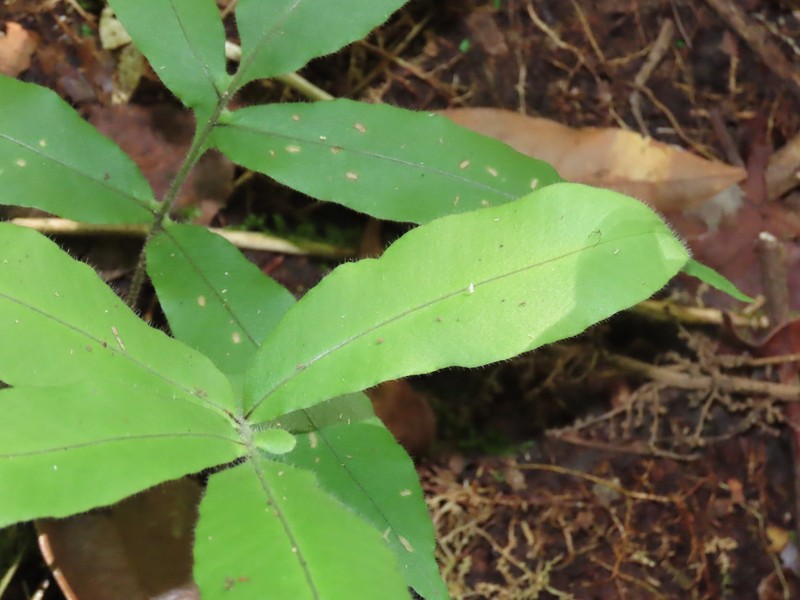 Serpocaulon richardii photo 5
