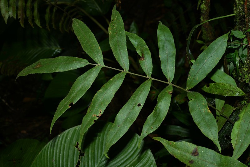 Serpocaulon richardii photo 8