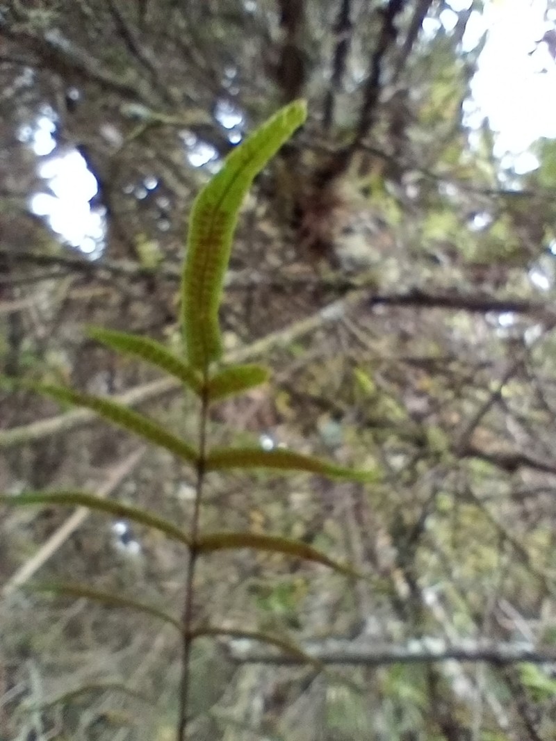 Serpocaulon sessilifolium photo 4