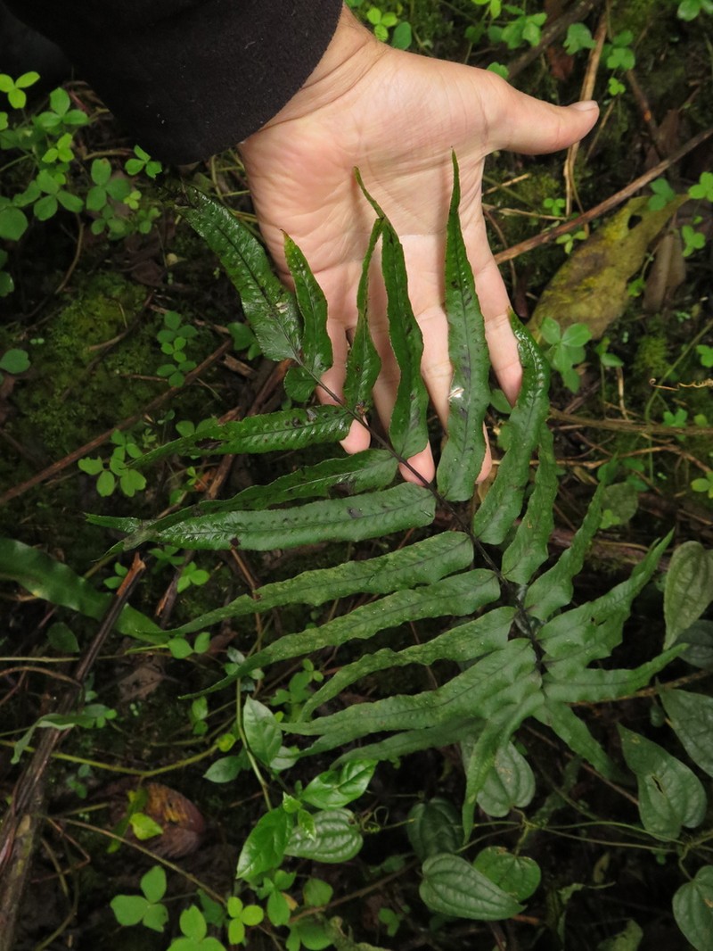 Serpocaulon sessilifolium photo 5