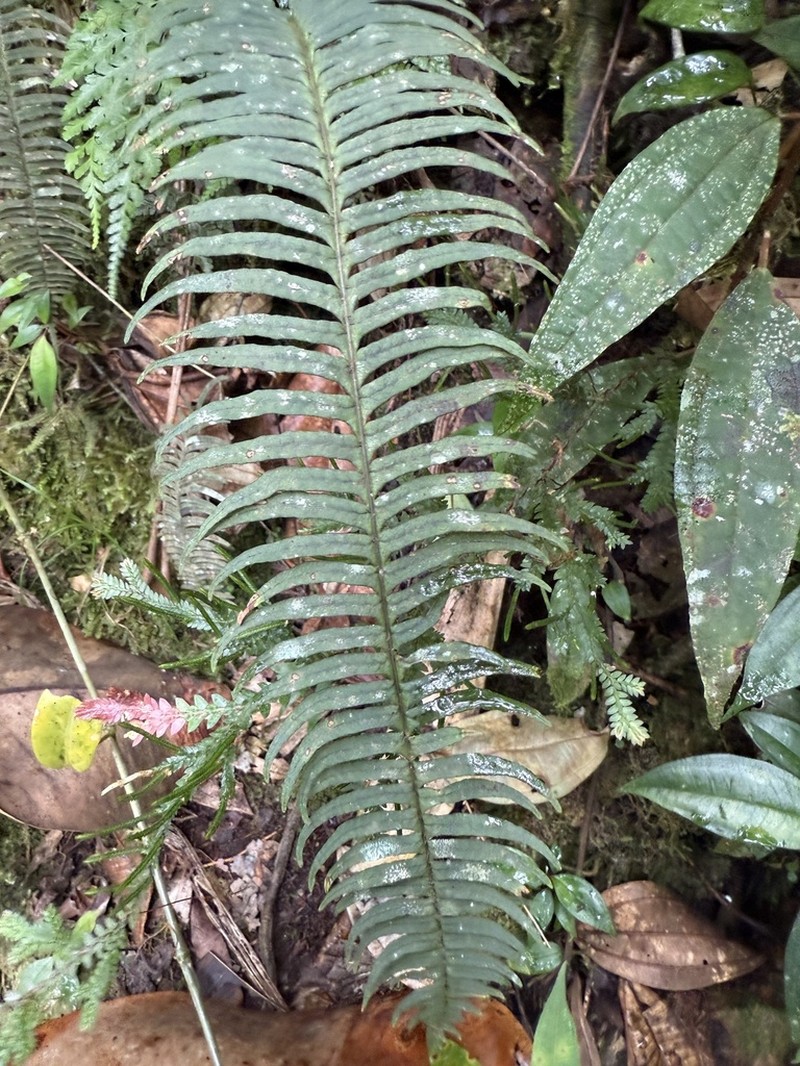 Serpocaulon subandinum photo 2