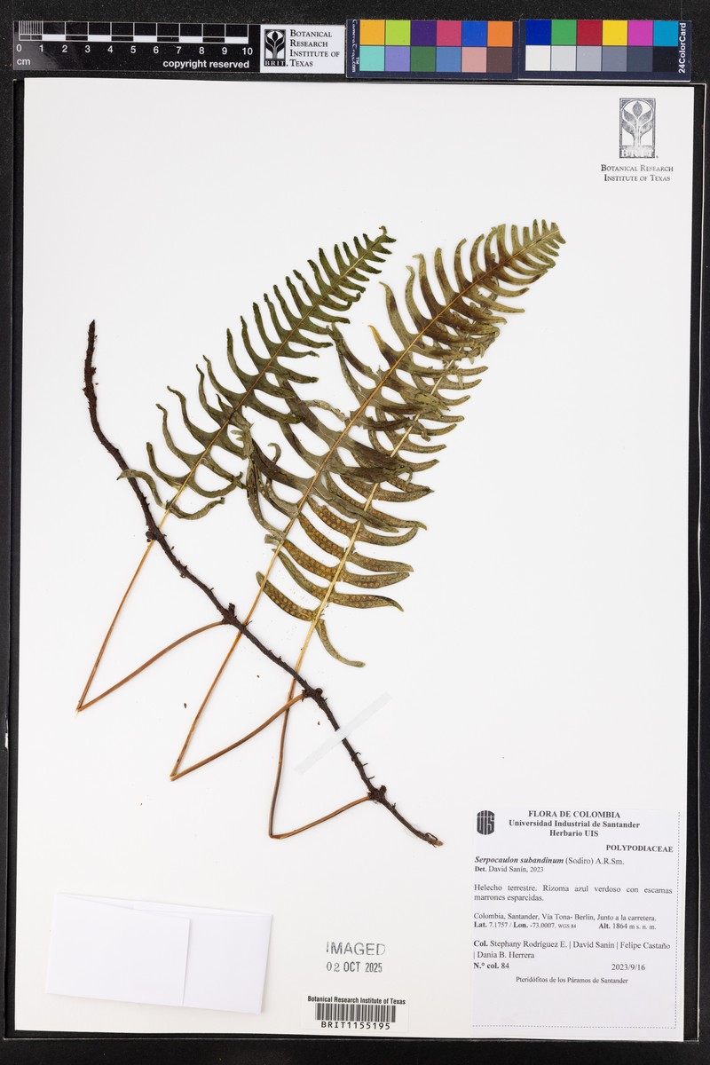 Serpocaulon subandinum photo 6