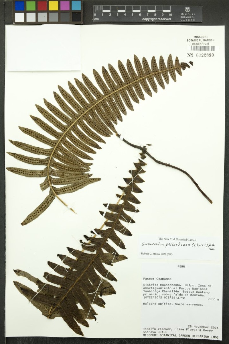 Serpocaulon subandinum photo 8