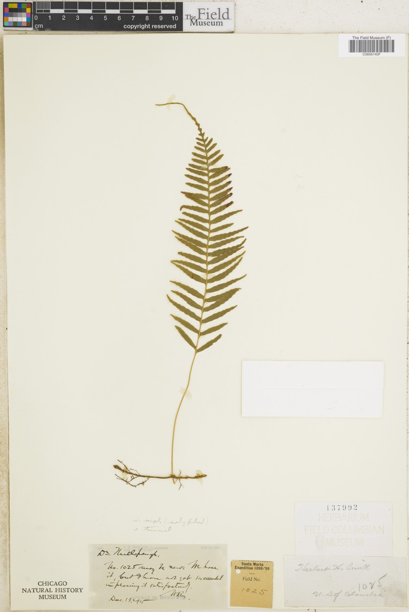 Serpocaulon tayronae photo 3