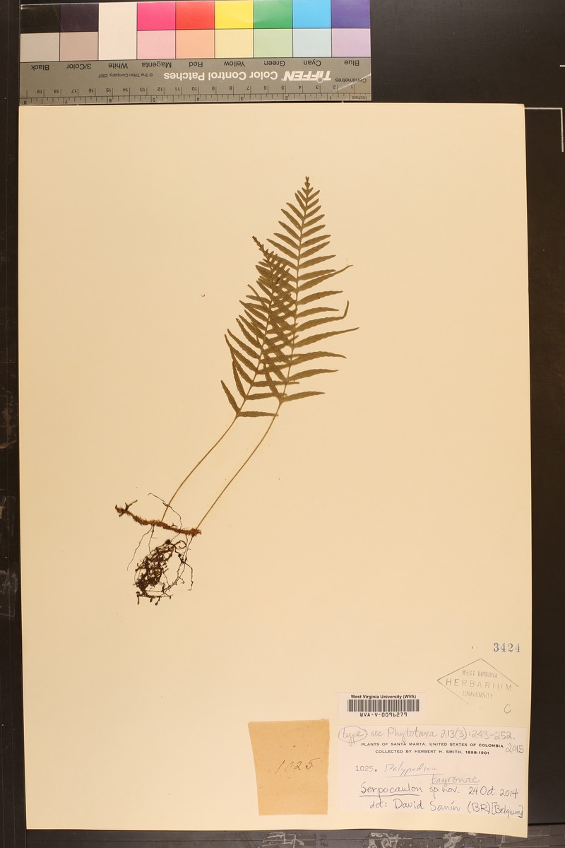 Serpocaulon tayronae photo 4