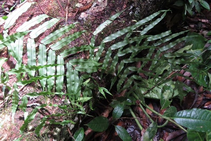 Anglevein Fern