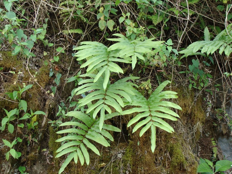 Anglevein Fern photo 2