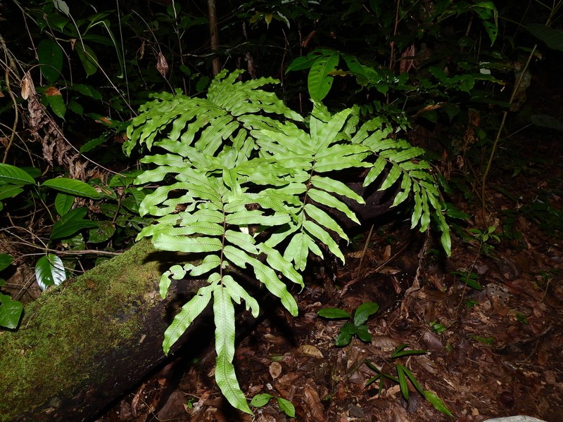 Anglevein Fern photo 3