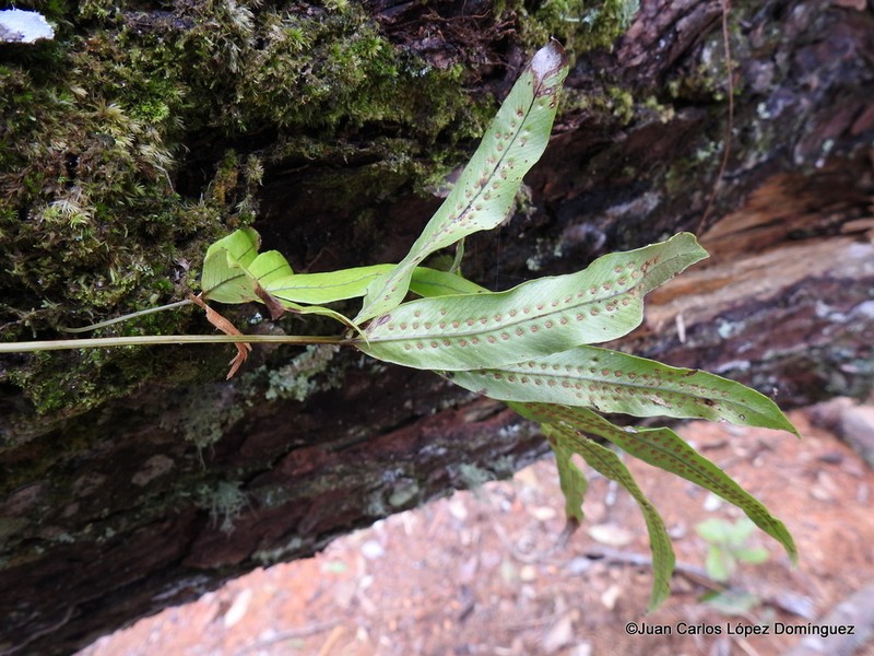 Anglevein Fern photo 4