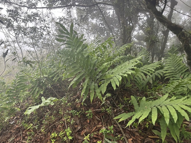 Anglevein Fern photo 5
