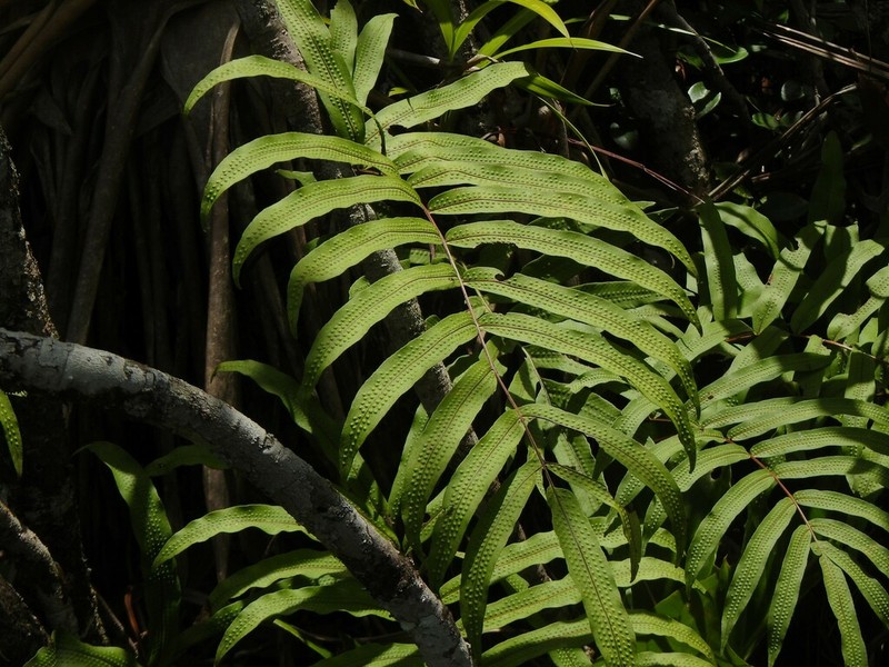 Anglevein Fern photo 6