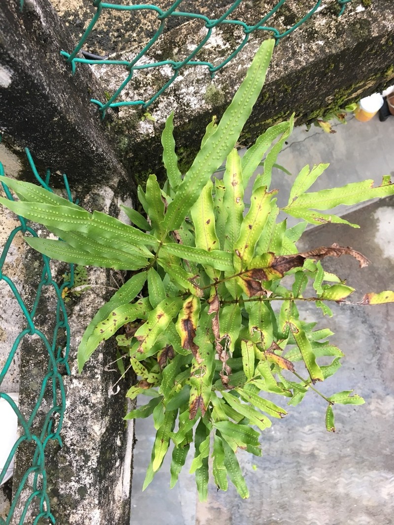 Anglevein Fern photo 7