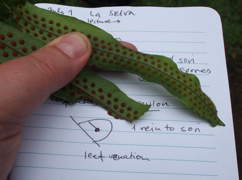 Anglevein Fern photo 8