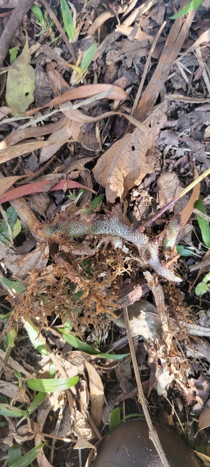 Serpocaulon vacillans