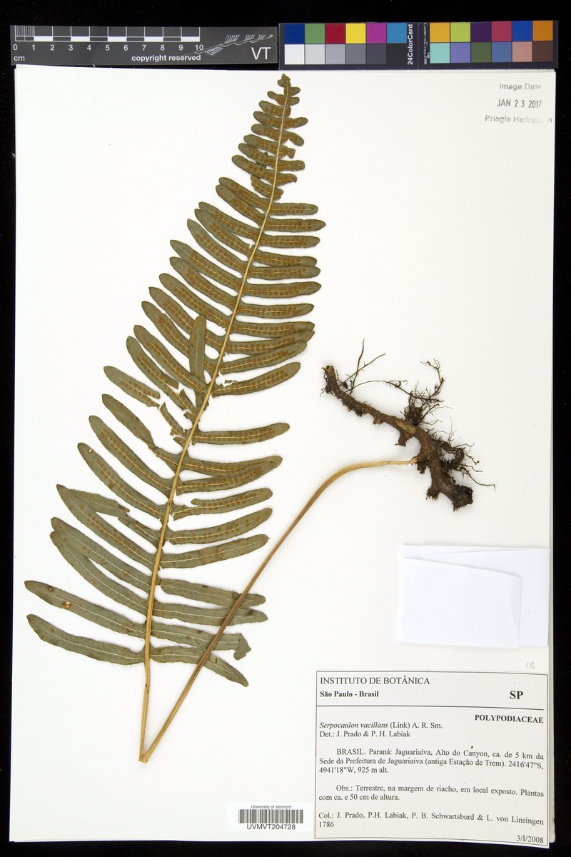 Serpocaulon vacillans photo 4
