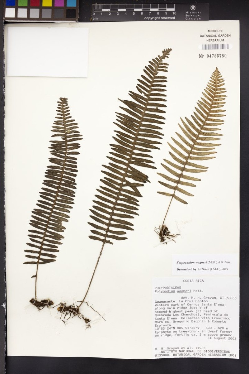 Serpocaulon wagneri photo 4