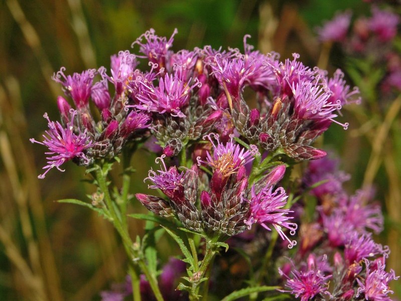 Dyer's Plumeless Saw-Wort photo 3